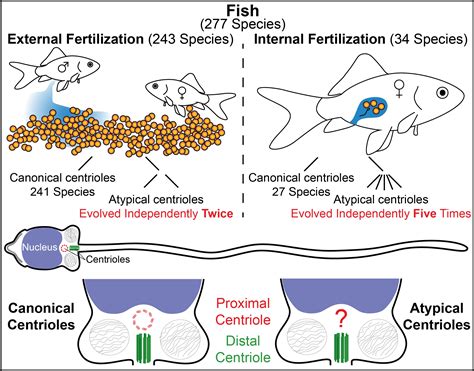 fecundity of fish pdf